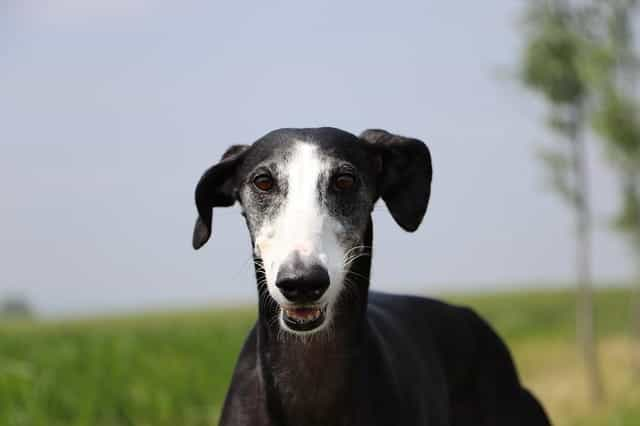 A black and white greyhound.