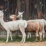 Three alpacas stand in front of a wooden fence.