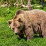 A large brown bear standing outside in the grass near a wooded area.