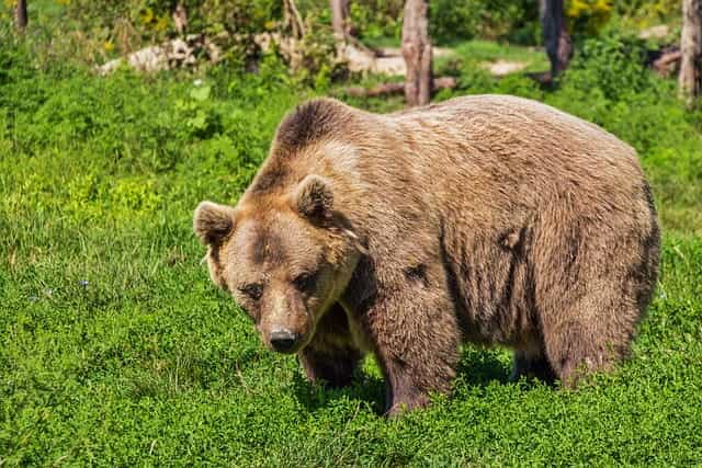 A large brown bear standing outside in the grass near a wooded area.