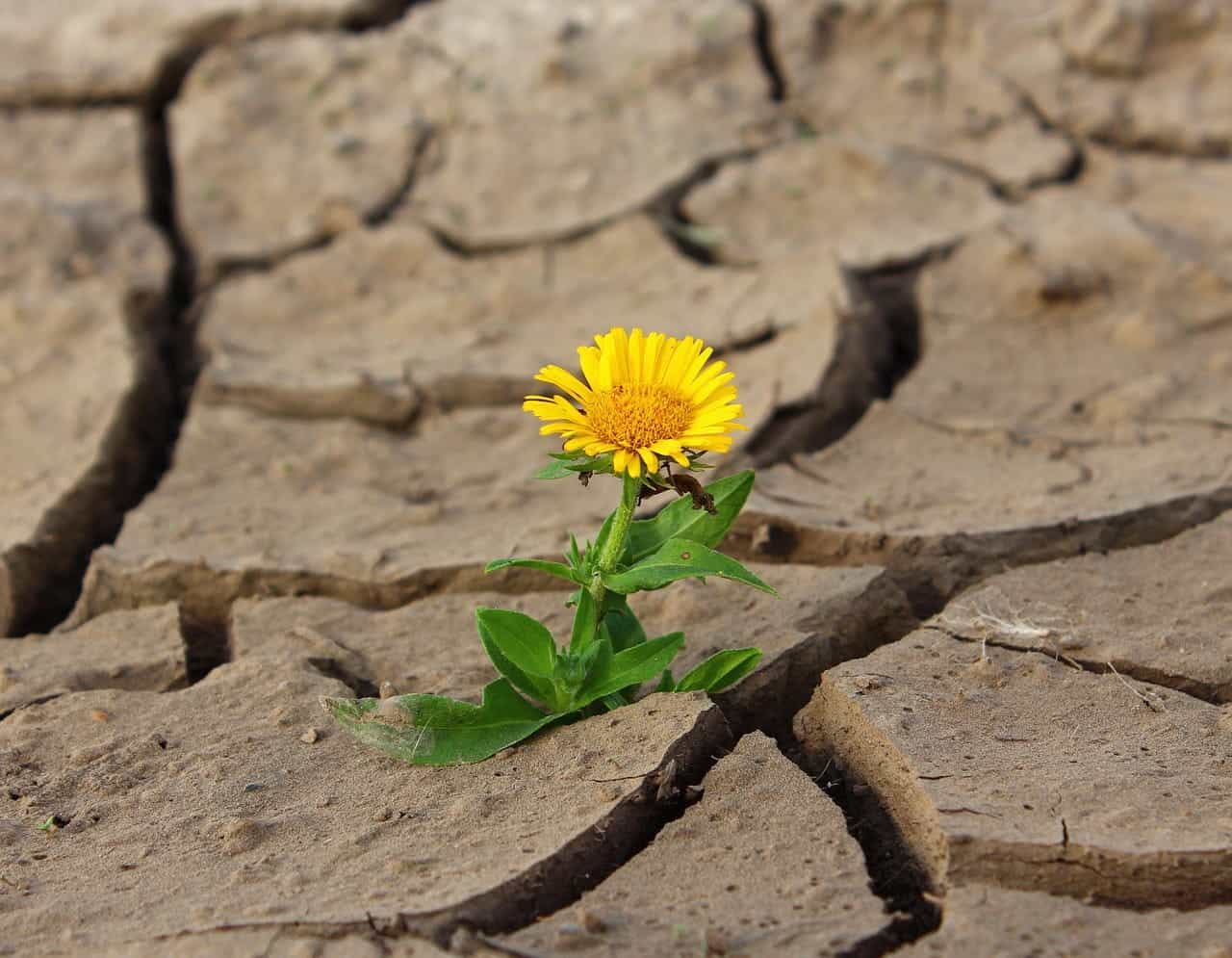 A lone yellow flower growing out of the earth that is experiencing a deep drought.